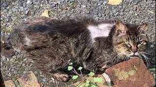 背中の毛が抜け落ちたボロボロの野良猫が玄関の軒先で休んでいました。【サラリーマンのネコ活日記#1】