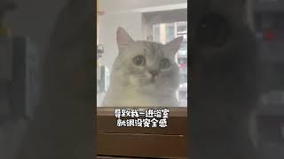 【布丁仔和泡芙妹的一天】我家猫不仅听得懂我说话，甚至还会开口说人话了！