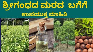 santalum  album tree #ಶ್ರೀಗಂಧದ  ಮರದ ಬಗೆಗಿನ ಮಾಹಿತಿ  #shortvideo #shortmovie||sandalwood farming ||