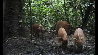 Goualougo Red River Hogs