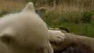 Knut the polar bear is a film star