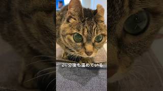 イヤホンケースを温めるだけの猫#ねこ #猫 #保護猫 #猫動画 #猫のいる暮らし #ねこのいる生活 #ネコ #cat