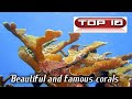 Top 10 Fantastic corals and where to breed them 💦