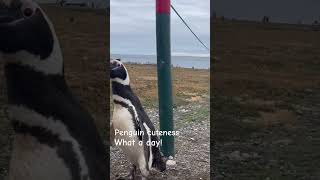 Day 82: Penguins on Magdalena Island, Chile