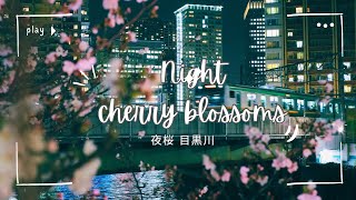 Night cherry blossoms | 夜桜 | 五反田 | 東京 | 目黒 | 桜 | 不動前 | 4K | Cinematic Vlog Shot on X-S10