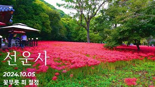 [고창 선운산] 꽃무릇 보고 수리봉 인증산행