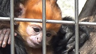 フランソワルトンの赤ちゃん💗暖かくなって動き出した【天王寺動物園】