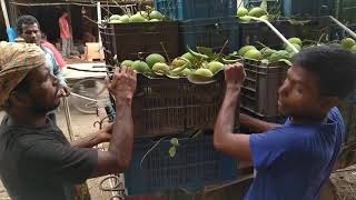 পদাগঞ্জ রংপুর থেকে যে ভাবে হাড়িভাঙ্গা আম যাচ্ছে ঢাকায়