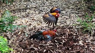 NGERI😬😬 MIKAT DI KEBUN AKASIA// PIKAT LAGEND HAMPIR SAJA KENA TIKAM KETUA AYAM HUTAN.!!!