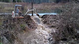 Mini excavator removes beaver dam. Figure It Outdoors