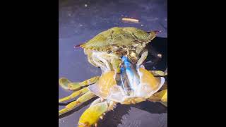 Molting of Crab #exoskeleton #molting #crab #epidermis