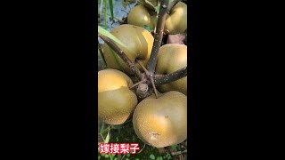 這樣任性的梨樹嫁接苗你見過嗎，滿樹是梨子，掛果真多 Have you ever seen such wayward grafted pear tree seedlings, full of pears