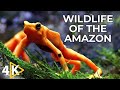 Amazon Wildlife In 4K - Animals That Call The Jungle Home | Amazon Rainforest | Relaxation Film