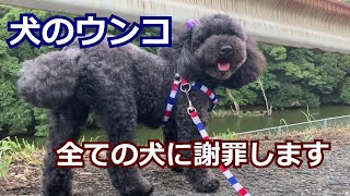 【閲覧注意】私、犬のウンコに関して謝りたい事があります