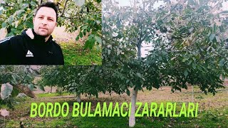 CEVİZ KIŞ BAKIMLARİ BORDO BULAMACI ZARARLARI