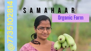 ଜୈବିକ ପ୍ରଣାଳୀ ରେ କରନ୍ତୁ ଲାଉ ଚାଷ || 20+ 😍#vegetables ||