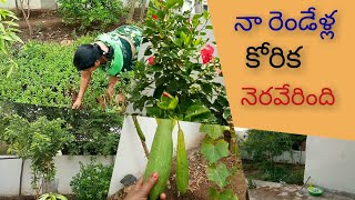 మా పెరటి తోటలో | పండ్ల మొక్కలు నాటుకోవడానికి |ఎర్ర మట్టి పోయించాము