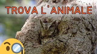 🔍 Trova l'Animale Nascosto - Scopri i Maestri del Mimetismo