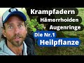 Krampfadern und Hämorrhoiden adé: Die beste Heilpflanze gegen Venenschwäche