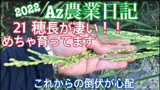 Az農業日記21  めちゃ育ってます　穂長が凄い！！　まだこれからも心配