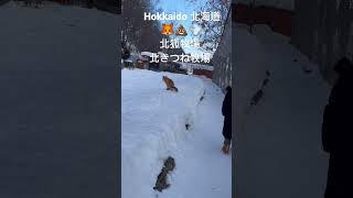 Hokkaido北海道 北狐牧場 北きつね牧場