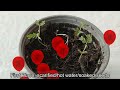 growing acacia mangium seeds i tested 4 different methods