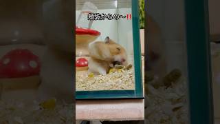 頬袋から餌出すハムスター「チョコ」#shorts#ハムスター#hamster