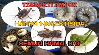 Segala hama TUNTAS HANYA 1 INSEKTISIDA