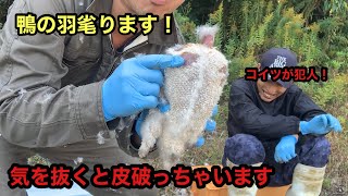 狩猟解禁日　鴨　羽毟り　これが1番大変　閲覧注意　散弾銃