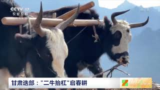 [中国三农报道]甘肃迭部：“二牛抬杠”启春耕|农业致富经 Agriculture And Farming