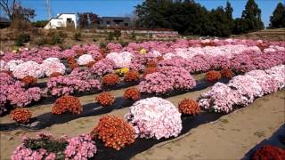 あかぼり小菊の里　伊勢崎市磯町　2015.10.26