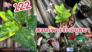 Ep.122 สวนเพาะรักอยุธยา วันนี้มี“กุหลาบ“นะคะ @gardenbypor1318 #ไม้มงคล #plants #ไม้ด่างมาแรง