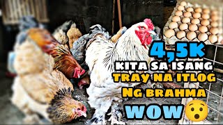 ITLOG PALANG NG BRAHMA CHICKEN LAKI NA NG KITA.SULIT TALAGA ANG PAG AALAGA