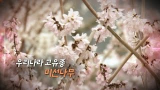 우리나라 고유종 미선나무 / YTN 사이언스