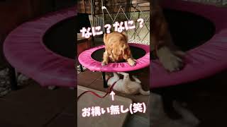 なんだかんだで仲良しだと思う大型犬と猫  #shorts #ゴールデンレトリバーと猫