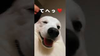 犬の舌の長さにビビる飼い主#shorts