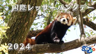 国際レッサーパンダデー2024