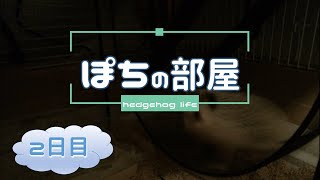 ハリネズミ「ぽち」との生活２日目