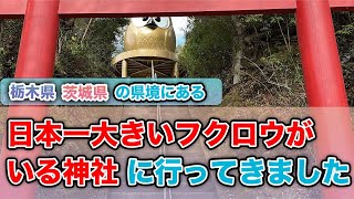 【日本一大きいフクロウがいる神社】鷲子山上神社/境内に栃木県と茨城県の県境があるおもしろい神社です/栃木県神社/茨城県神社