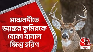 মাঝনদীতে ভয়ঙ্কর কুমিরকে বোকা বানাল ক্ষিপ্র হরিণ | Viral Video | Wild Life | Aaj Tak Bangla