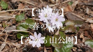 【雪割草】春の訪れ【みかも山公園】