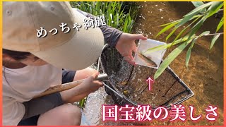 田舎の小川で美しすぎる日本の川魚に出会いました【夫婦でガサガサ】