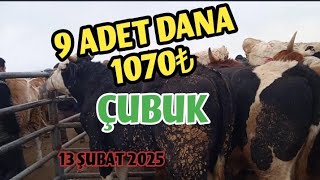 9 ADET DANA 1070₺ SATILMIŞTIR | BÖLÜM 2    CANLI HAYVAN PAZARI FİYATLARI