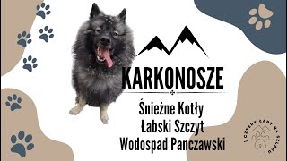 W góry z psem | Karkonosze | Śnieżne Kotły | Łabski Szczyt | najwyższy wodospad | Labska bouda