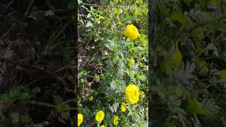 #minigarden123 #flowers #trending #nature #song #love #music #hindisong #ytshorts #shortvideo