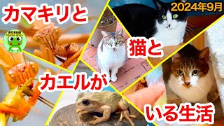 おたま日記262 ウリカマちゃん、卵を産む？猫とカエルと家庭菜園がある生活（9月13日-24日）