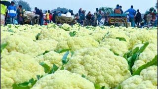 ফুলকপির চারার দাম ২টাকা আর বাজারে ফলের দাম ১টাকা | আগামীতে লস না করতে চাইলে দেখুন