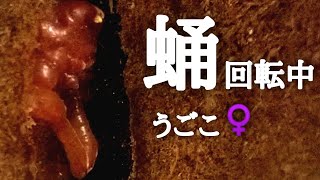 【カブトムシ飼育】蛹（さなぎ）回転中 うごこ ウゴウゴ動く