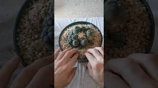 Peyote Cactus Ceremonies