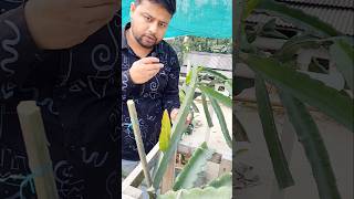 🌵🔥দেখুন ড্রাগন গাছে এক ডালে বেশি কুশি আসলে কি করবেন? #shorts  #dragon #dragonfruit